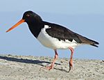 South Island pied oystercatcher 2c.JPG