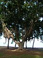 Starr 050722-2918 Ficus microcarpa