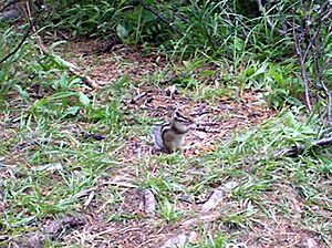 Tamias sibiricus near Lake Kuyguk