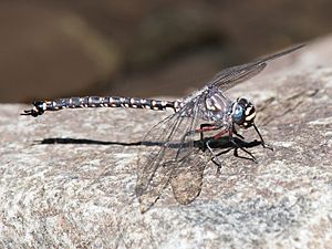 Tasmanian Darner, Austroaeschna tasmanica, male.jpg