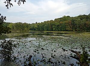 Tea Town Lake