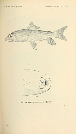 The fishes of North and Middle America (Pl. XXXVIII) (7983313972).jpg