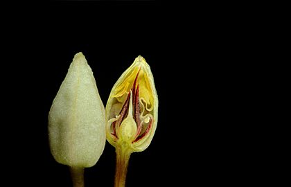 Theobroma cacao - flower1