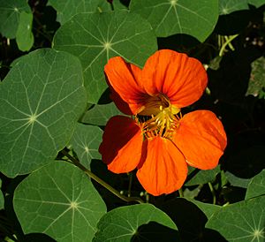 Tropaeolum majus 2005 G1.jpg