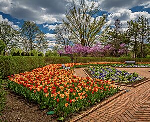 Tulips april 28