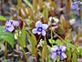 Viola cucullata flower.jpg