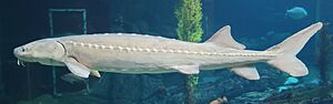 White Sturgeon Monterey Bay Aquarium