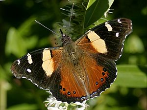 Yellow Admiral 05.JPG