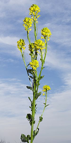 (MHNT) Barbarea vulgaris - Habit.jpg