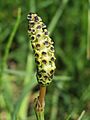 20140424Equisetum palustre2