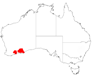 Acacia lachnophyllaDistMap503.png