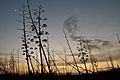 Agave-pita-plant