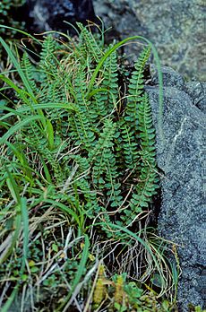 Aleutian Shield Fern