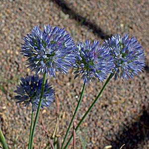 Allium caesium-IMG 0502.jpg