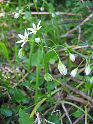 Allium pendulinum.jpg