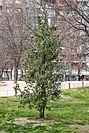 Arbol Acebo (11984035646).jpg