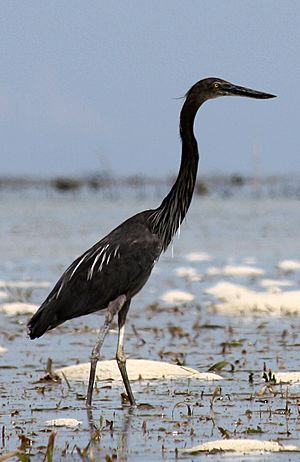 Ardea sumatrana -Palawan, Philippines-8.jpg