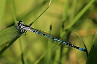 Azure damselfly (Coenagrion puella) male