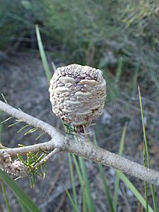 Banksia meisneri fruit