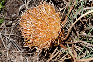 Banksia pteridifolia subsp vernalis open.jpg