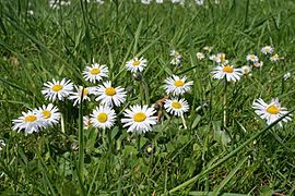 Bellis perennis Marburg 02