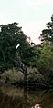 Bird Nesting on Dickinson Bayou