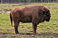 Bison bonasus Avesta