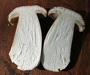 Boletus edulis herkkutatti halki