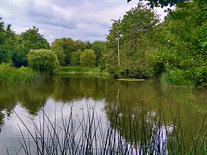 Brookwood Country Park, Woking, Surrey