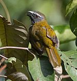 Buff-throated-saltator.jpg