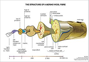 CSIRO ScienceImage 7663 The structure of a Merino Wool Fibre