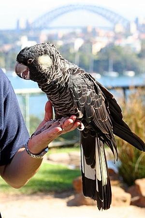 Calyptorhynchus latirostris -Taronga Zoo (female)-8a.jpg