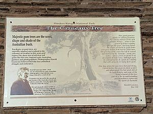 Cazneaux Tree sign