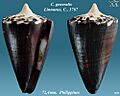 Conus generalis 12