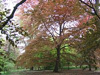 Copper-beeches-savernake-2005-05-18