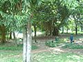 Cubbon Park - Bamboo green.