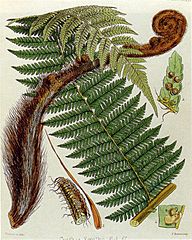 Cyathea smithii