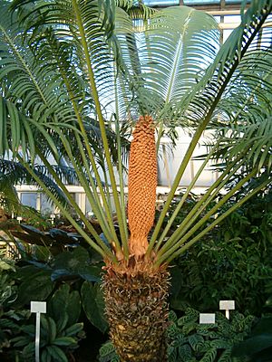 Cycas rumphii BotGard1105MalePlantWithCone11