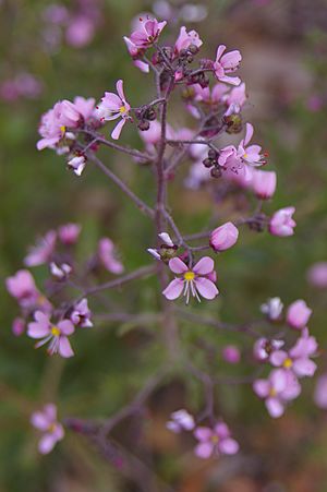 Diplopeltis huegelii gnangarra.JPG