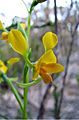 Diuris aequalis (2042061103)