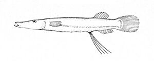 Dolichopteryx longipes.jpg