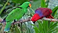 Eclectus roratus-20030511