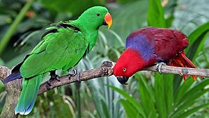 Eclectus roratus-20030511.jpg