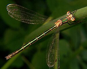 Emerald spreadwing 2