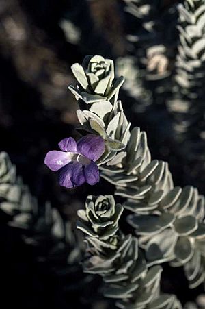 Eremophila rhegos.jpg