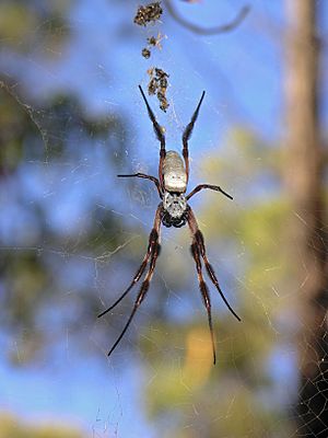 Female Nephila Edulis SeanMcClean 2007.jpg