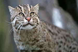 Fishing Cat (Prionailurus viverrinus) 3.jpg