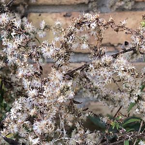 Fruiting calico aster