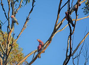 Galahs, Dryandra Woodland, Western Australia