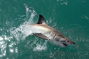 Great white shark near Gansbaai, South Africa